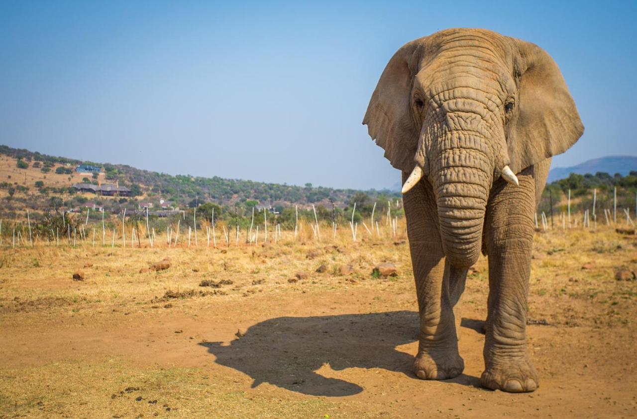 African Hills Safari Lodge & Spa Magaliesburg Kültér fotó