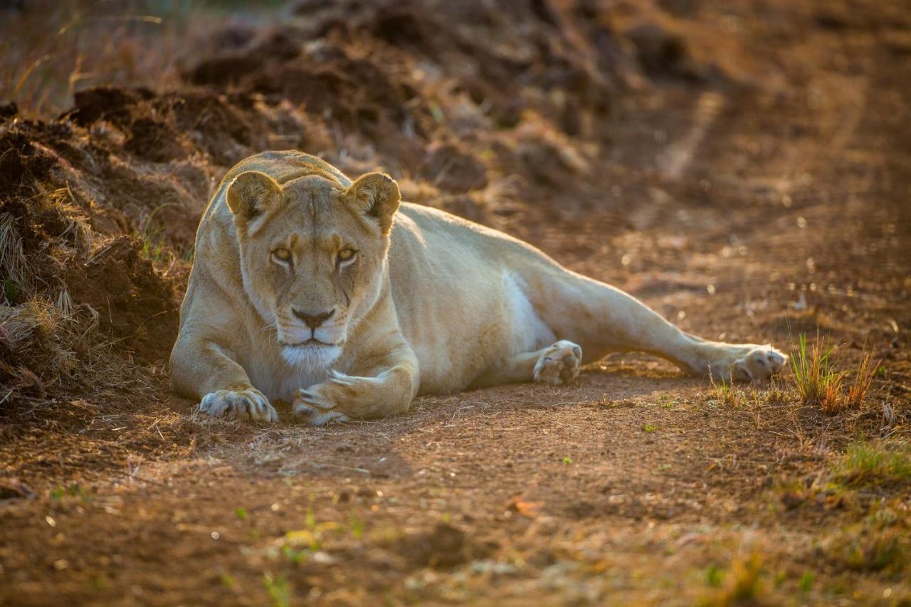 African Hills Safari Lodge & Spa Magaliesburg Kültér fotó