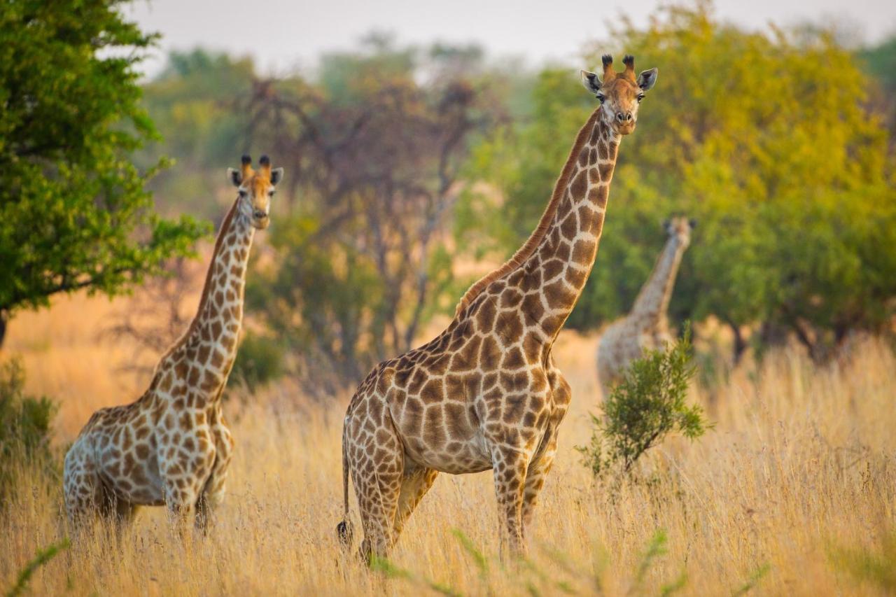 African Hills Safari Lodge & Spa Magaliesburg Kültér fotó