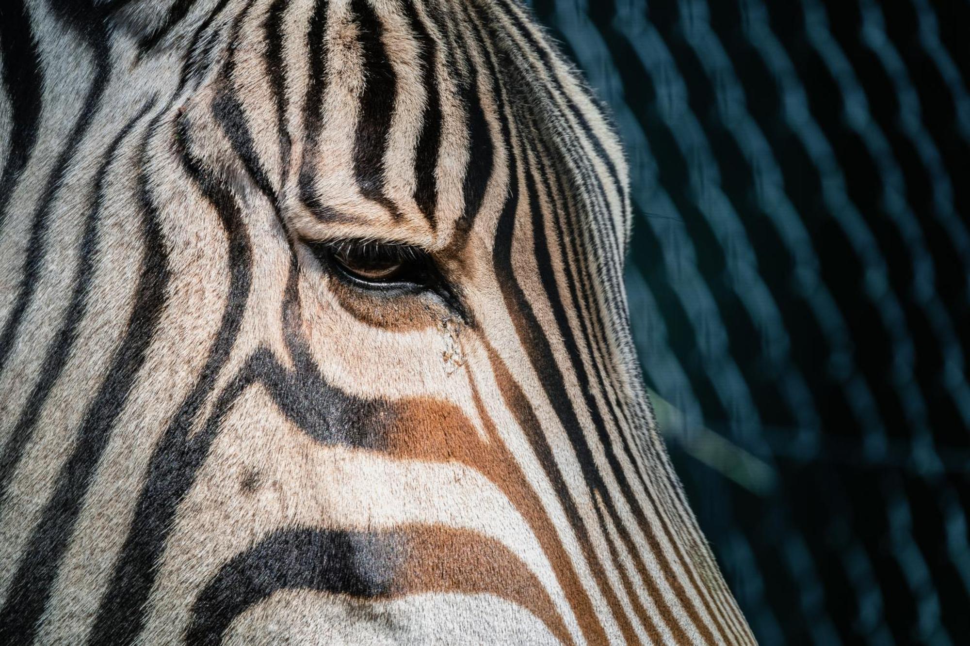 African Hills Safari Lodge & Spa Magaliesburg Kültér fotó
