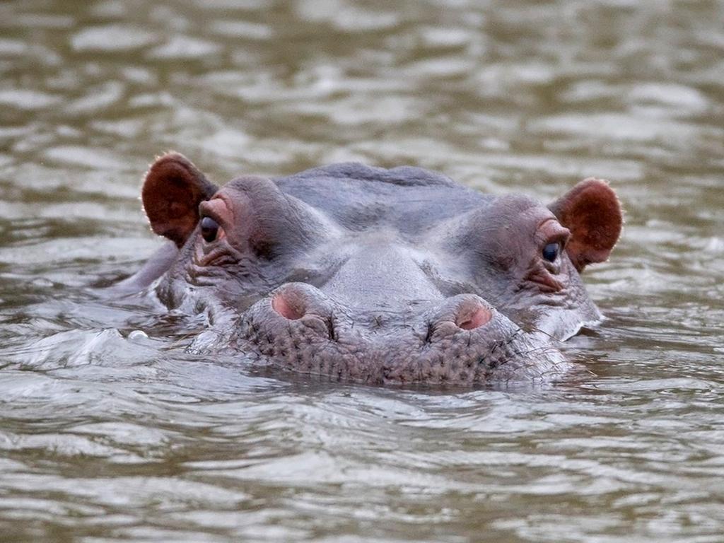 African Hills Safari Lodge & Spa Magaliesburg Kültér fotó